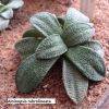 Aloinopsis rubrolineata