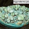 Argyroderma pearsonii 2