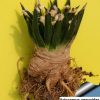 Ariocarpus agavoides 2 Ariocarpus agavoides 2