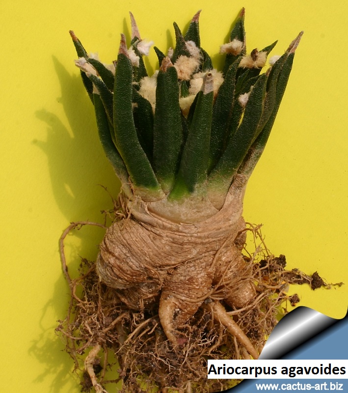 Ariocarpus agavoides 2