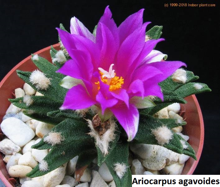 Ariocarpus agavoides