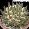 Ariocarpus retusus ssp trigonus 2