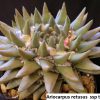 Ariocarpus retusus ssp trigonus 3