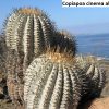 Copiapoa cinerea albispina 3