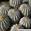 Copiapoa cinerea albispina 4
