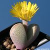 Dinteranthus microspermus puberulus