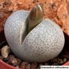 Dinteranthus wilmotianus