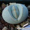 Dinteranthus wilmotianus 2