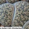 Lithops lesliei c341 Kimberley Form