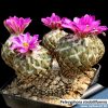 Pelecyphora strobiliformis 2