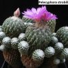 Pelecyphora strobiliformis 3
