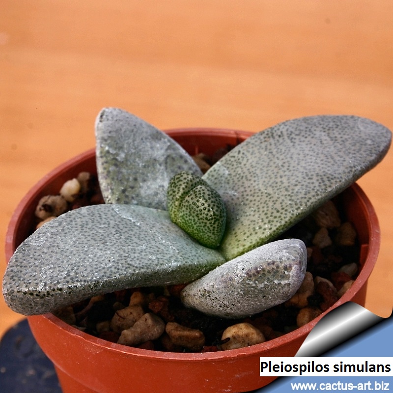 Pleiospilos simulans