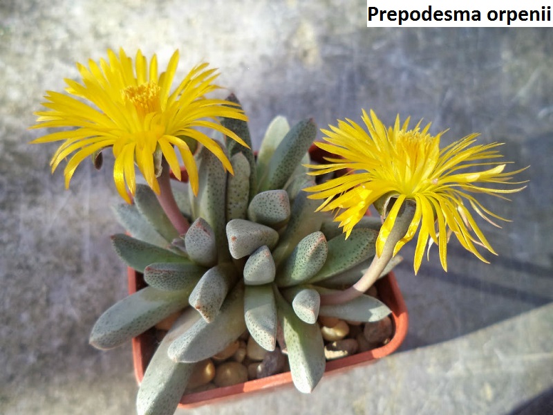 Prepodesma orpenii