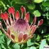 Protea eximia 2