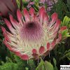Protea eximia 3