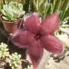 Stapelia grandiflora