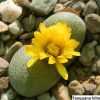 Tanquana hilmarii