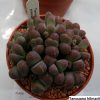 Tanquana hilmarii 2