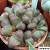 Tanquana hilmarii 3