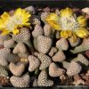 Titanopsis schwantesii Titanopsis schwantesii