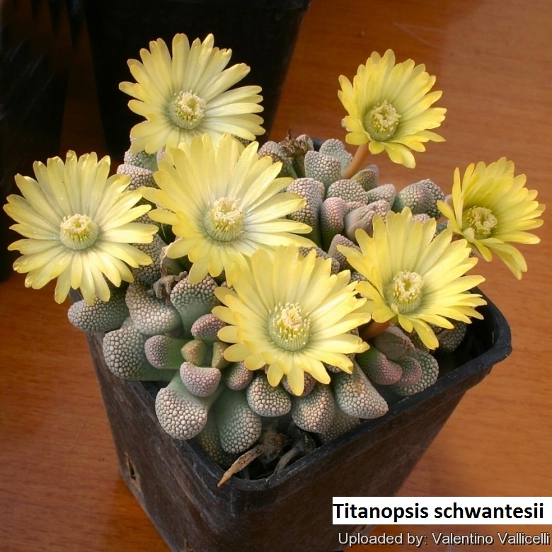 Titanopsis schwantesii 2