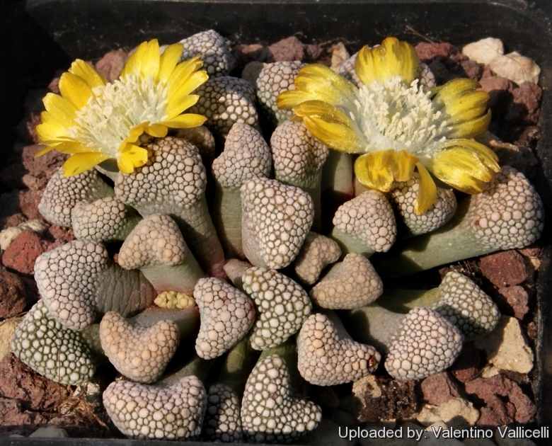 Titanopsis schwantesii