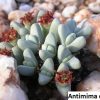 antimima dualis 2